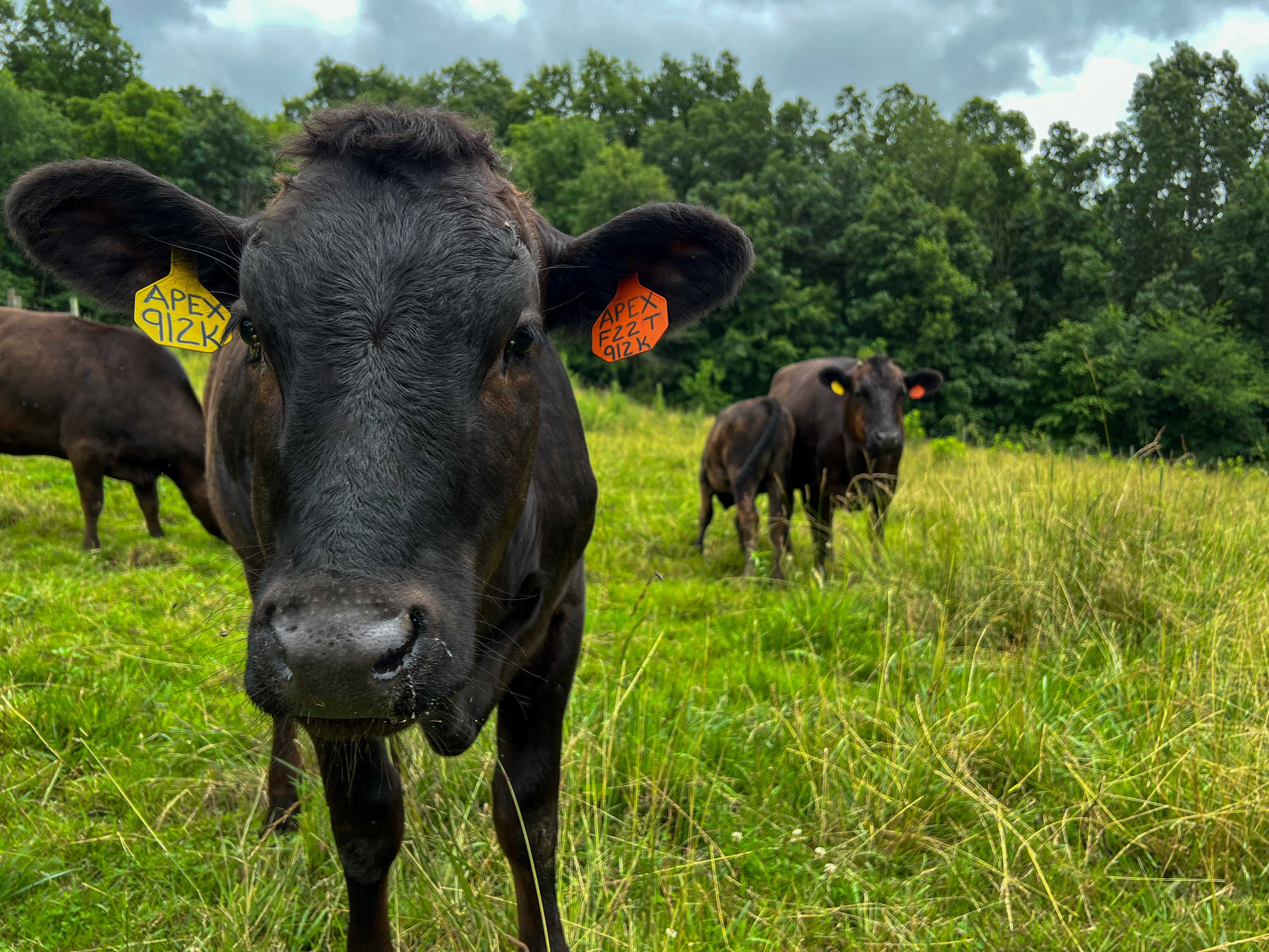 Wagyu cows in field